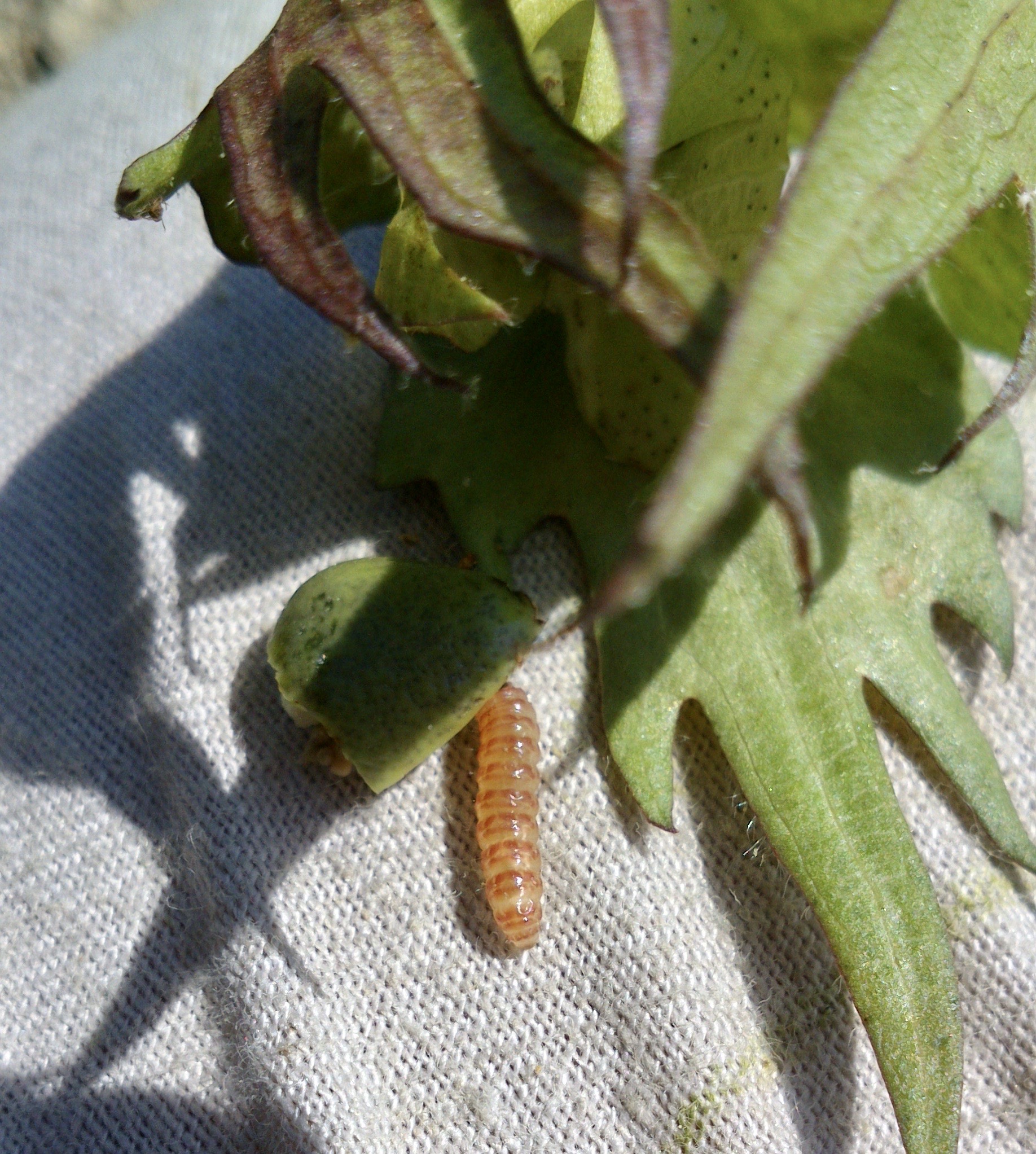 Larva de gusano rosado