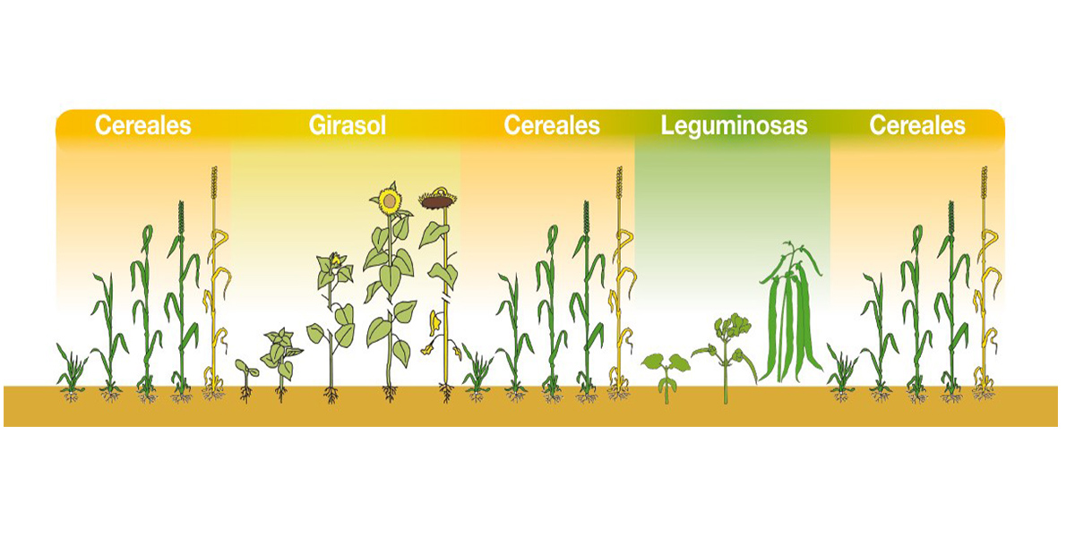   rotation-cultivos_agroportal-infographic
