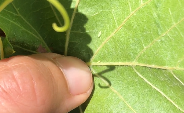 Mosquito verde