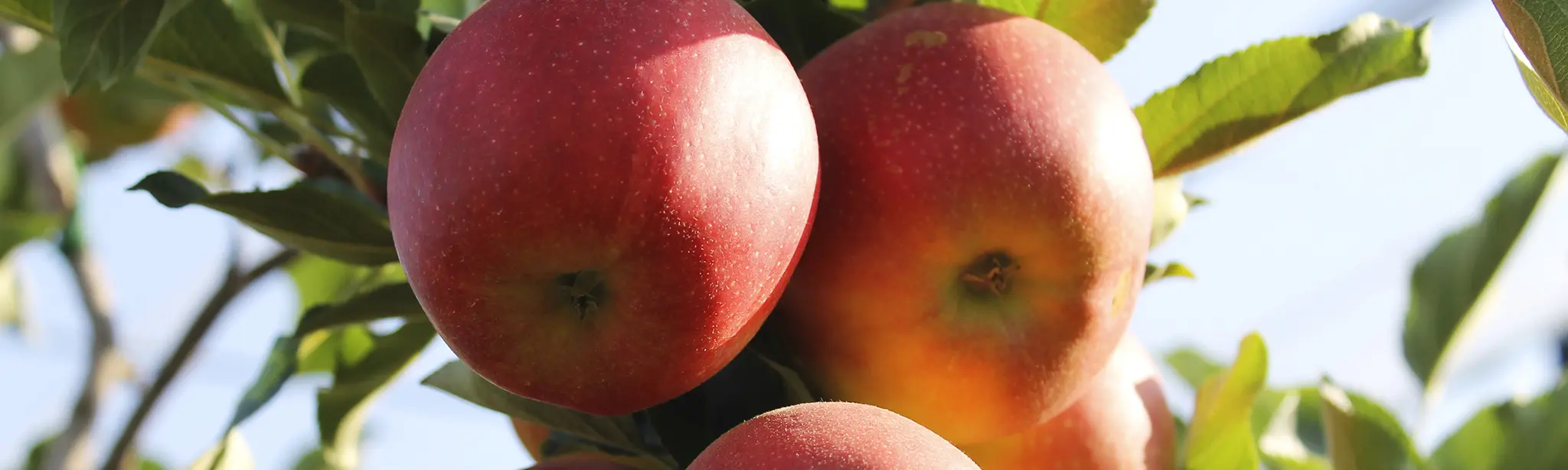 Manzanas_stage