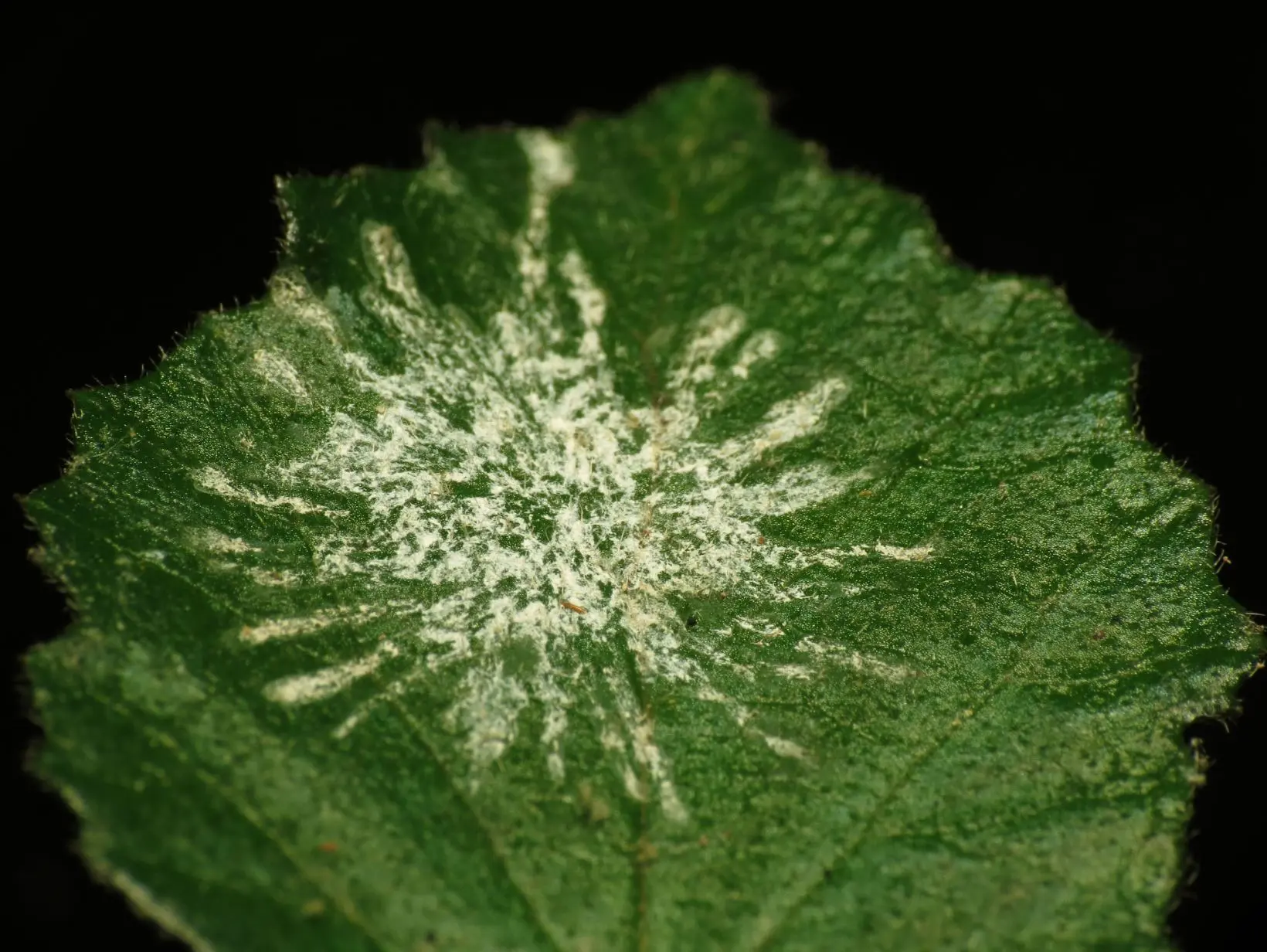   Entomopathogenic_Fungus