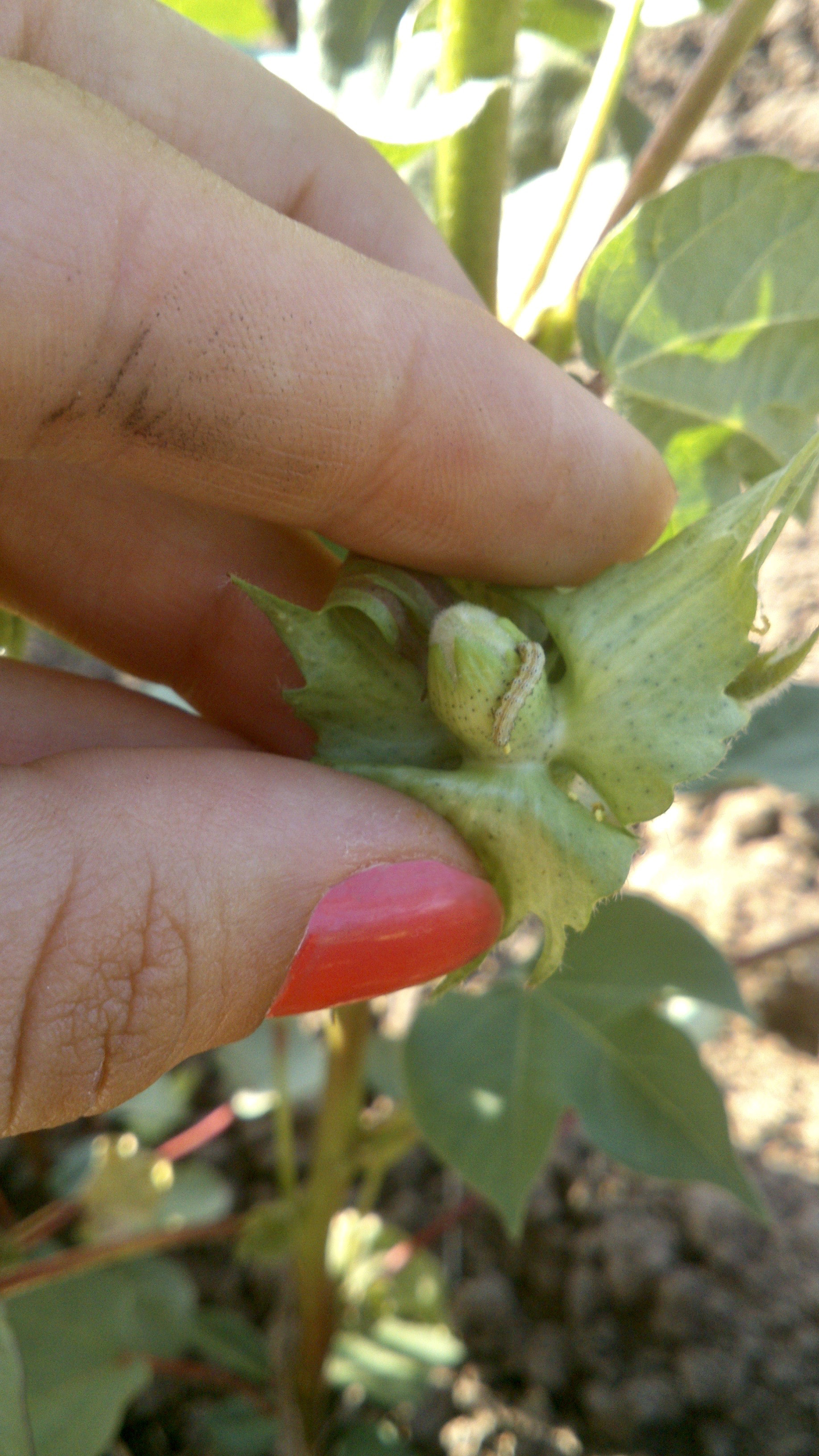 Heliothis en botones florales